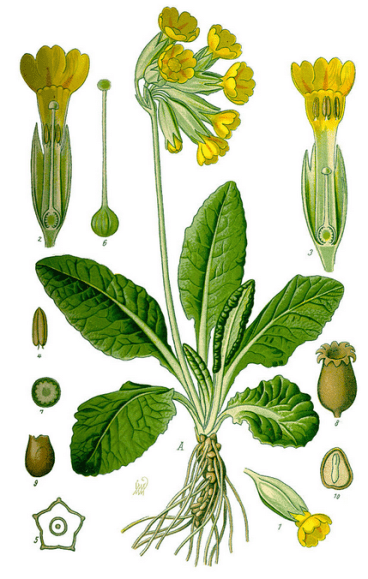 Primevère officinale
